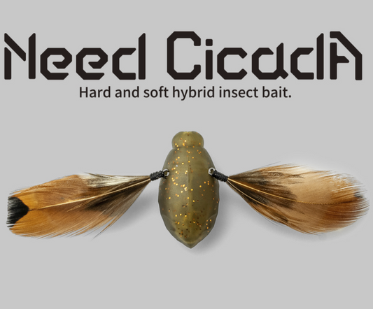 Need Cicada